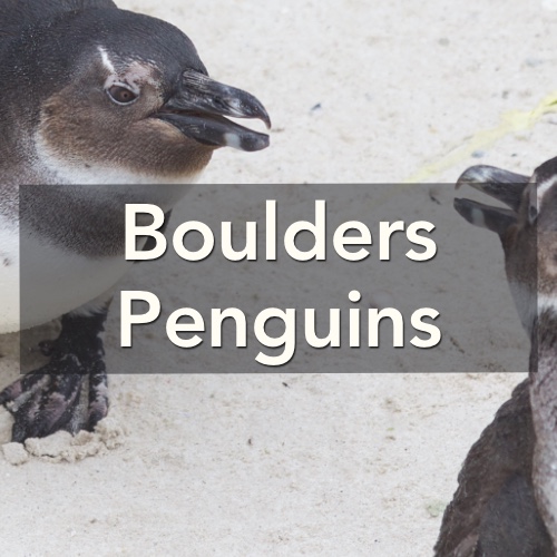 South Africa-Boulders Penguins